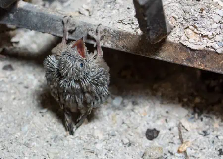 Chimney swift