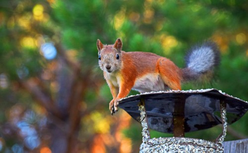 Common Animals To Invade Chimneys