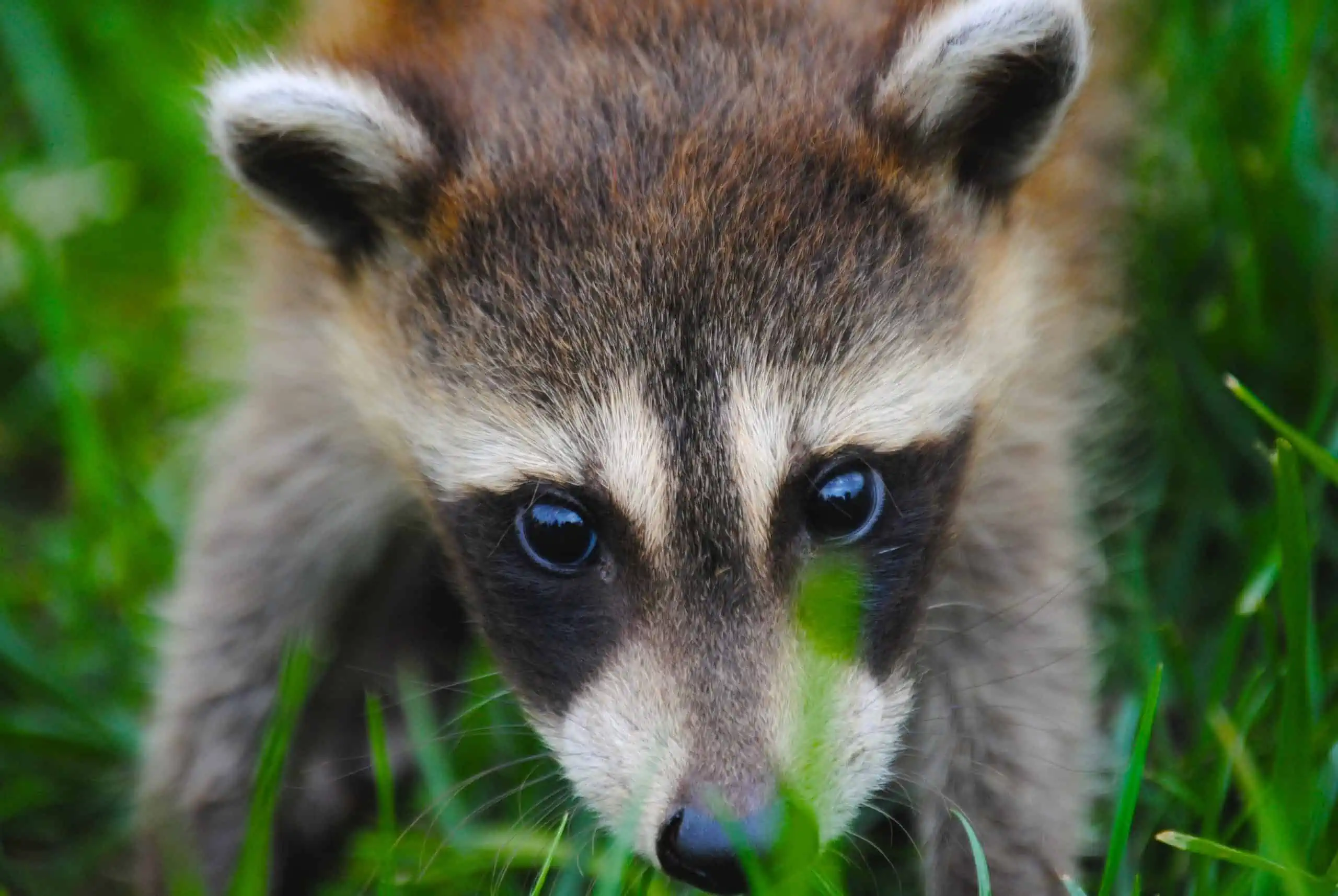 Raccoon