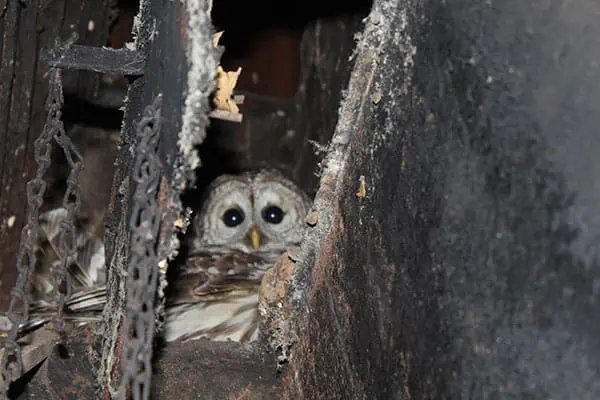 Owl in a chimney