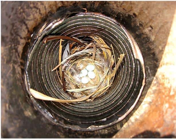 bird eggs in chimney