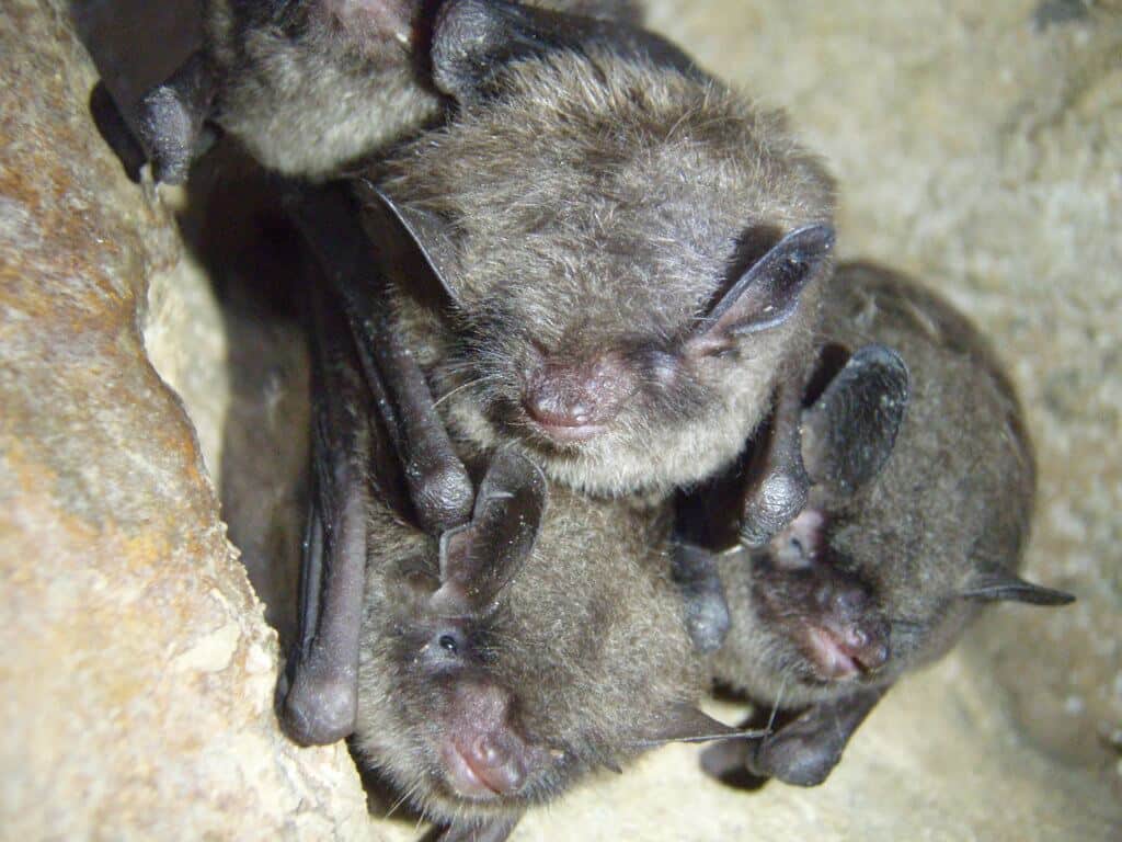 Bats bas in chimney