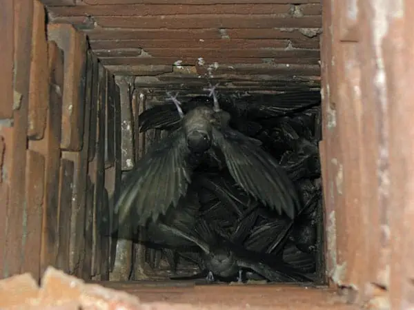 Chimney Swifts in chimney