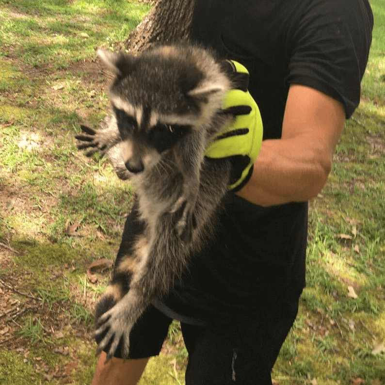 racoon successfully removed