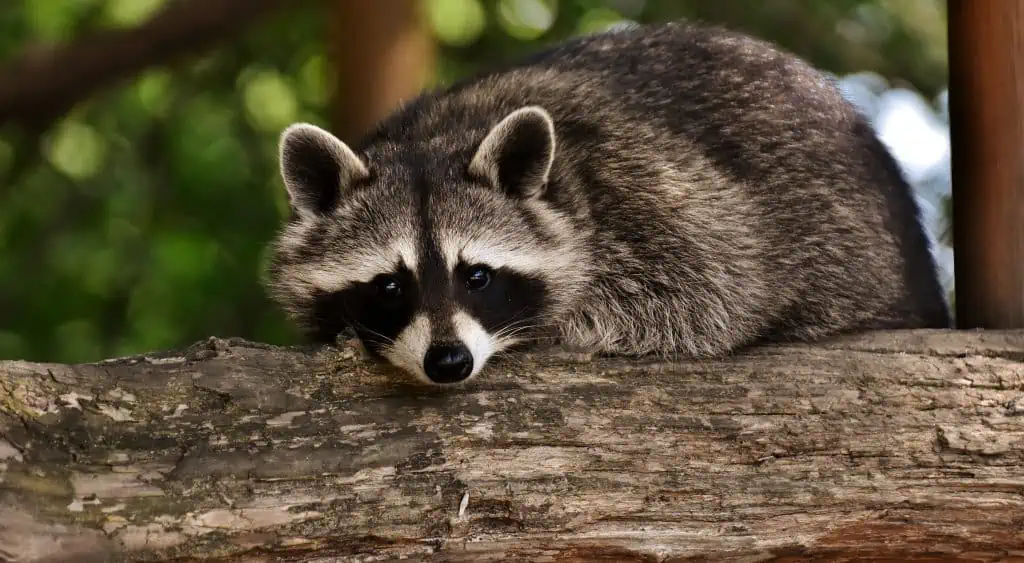 Racoon